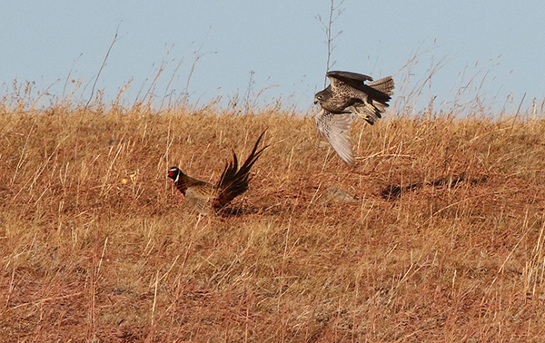 Pheasant and Falcon